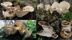 Junge Schuppige Porlinge; Collage/4 Fotos Sepp 5.5.25