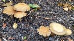Voreilende Ackerlinge; Foto Sepp 26.5.25