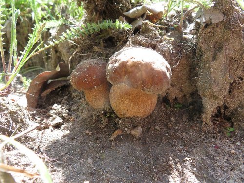 Zwei schöne junge Sommersteinpilze. Michael 18.5.23