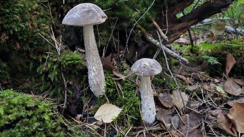 Zwei Birkenpilze; Foto Christine 19.9.25