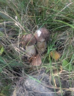 Junge Birkenpilze; Foto Sven 20.9.25