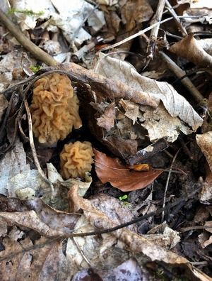 Zwei Böhmische Verpeln (Runzelverpeln); Foto Dani 23.3.26