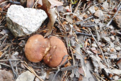 Zwei Milchbrätlinge; Foto Hermann 9.7.25