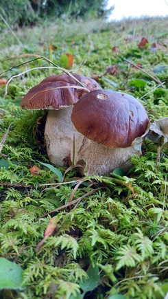 Zwei prachtvolle Fichtensteinpilze; Foto Martin 24.9.23