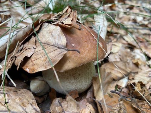 Zwei junge Fichtensteinpilze; Foto Tobias 6.8.25