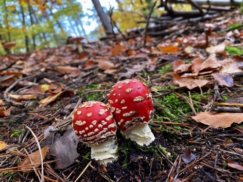 Zwei schöne Fliegenpilze im Mischwald; Foto Stefan 5.11.23