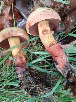 Zwei Glattstielige Hexenröhrlinge; Foto Heidrun 23.7.25