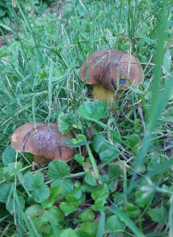 Zwei Glattstielige Hexenröhrlinge im Gras; Foto Martin 18.7.25