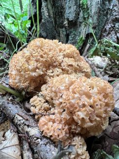 Zwei Krause Glucken; Foto Heiko 23.8.25