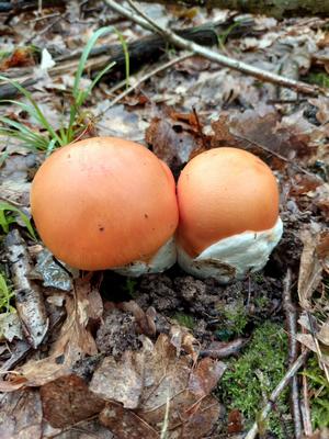 Zwei junge Kaiserlinge; sie schlüpfen aus der Hülle wie aus einem Ei. Foto © Margit ca. 15.9.23