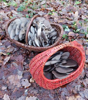 Zwei Körbe voller prächtiger Austernseitlinge; Foto Margit 30.12.23