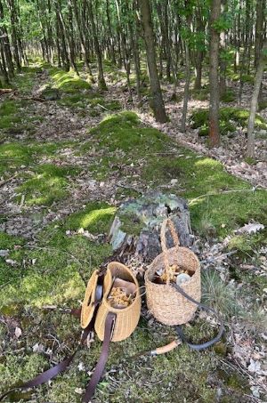 Zwei Körbe, größtenteils gefüllt mit Pfifferlingen; Foto Chrischi 10.8.25 Zwei Körbe, größtenteils gefüllt mit Pfifferlingen; Foto Chrischi 10.8.25