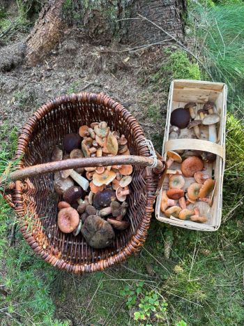 Trotz Trockenheit ein passabler Fund in Hamburgs Norden; Foto Dirk 5.10.25