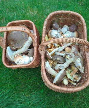Zwei Körbe Pilze für Marios Familie; Foto Mario 12.10.2