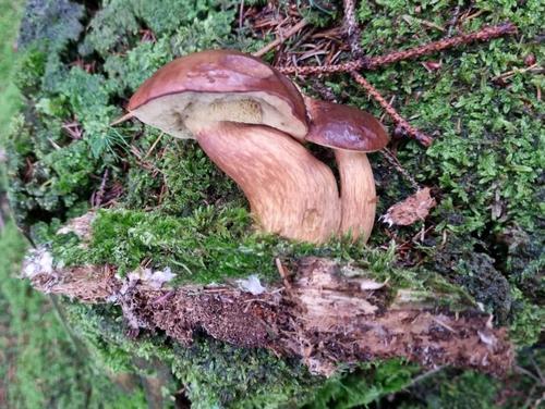 Zwei Maronenröhrlinge; Foto Jörn 5.11.23