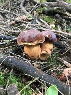 Zwei Maronenröhrlinge; Foto Jürgen 10.10.23