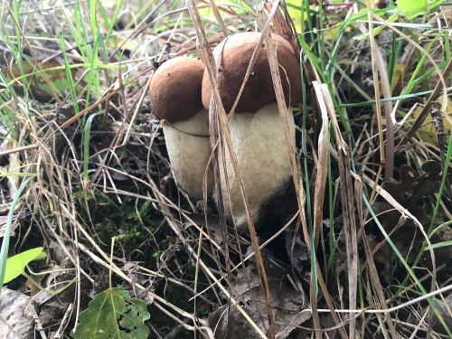 2 junge Maronen; Foto Jürgen 17.10.25 2 junge Maronen; Foto Jürgen 17.10.25