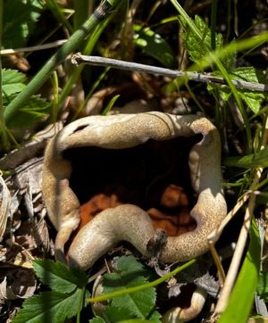 Zwei Morchelbecherlinge; Foto Armin 8.4.26 Zwei Morchelbecherlinge; Foto Armin 8.4.26