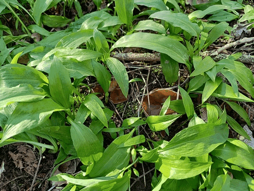 2Morchelbecherlinge Bärlauch Luca 26.3.23