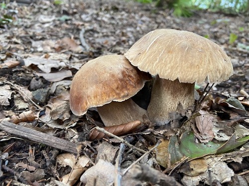 Zwei schöne Sommersteinpilze; Tobias 13.8.23