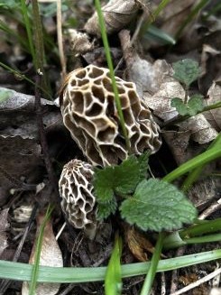 Zwei weitere Speisemorcheln; Foto Armin 17.4.25