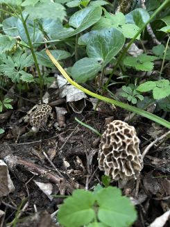 Zwei Speisemorcheln; Foto Armin 17.4.25