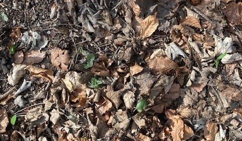 Zwei gut versteckte Spitzmorcheln; Foto Christian 6.4.25