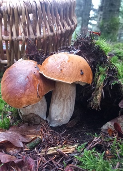 Zwei Steinpilze vor dem Pilzkorb; Foto Michael 13.9.23