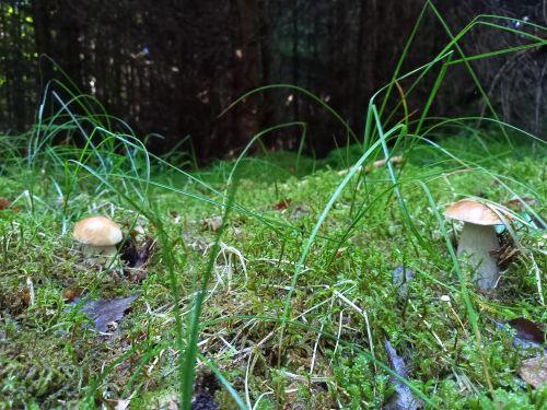 Zwei Steinpilze; Foto Barbara 29.8.26 Zwei Steinpilze; Foto Barbara 29.8.26