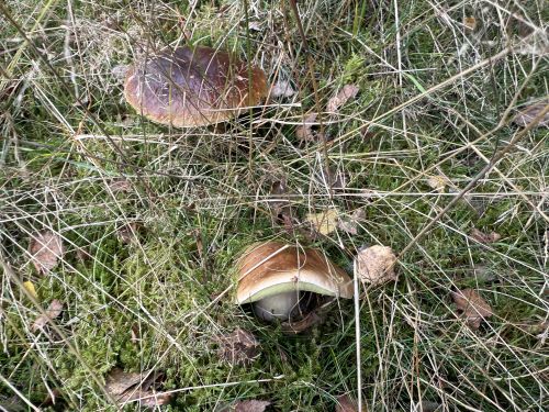 Zwei ausgewachsene Steinpilze; Foto Benedict 13.10.25