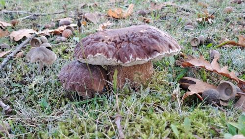 Zwei Steinpilze, groß und klein; Foto Helga 31.10.25