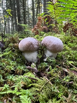 Zwei schöne junge Steinpilze; Foto Heiko 6.10.23