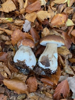 Zwei knackige Steinpilze; Foto Ingeborg 5.11.23