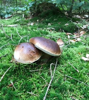 Zwei Steinpilze; Foto Jürgen 17.10.23