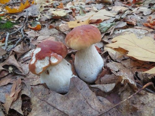 Zwei junge Steinpilze; Foto Michael 17.10.25