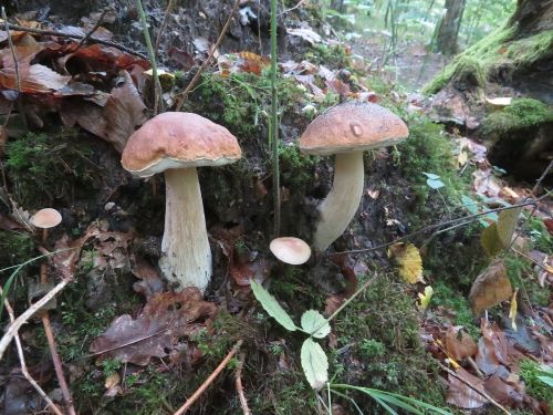 Zwei schöne Fichtensteinpilze; Foto Michael 28.9.25