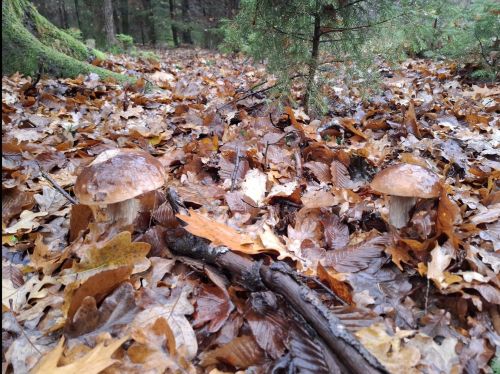 Zwei Steinpilze; Foto 15.11.25