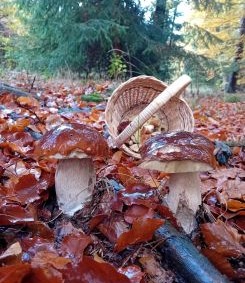 Zwei regennasse Steinpilze vor Pilzkorb; Foto Thomas 23.10.25