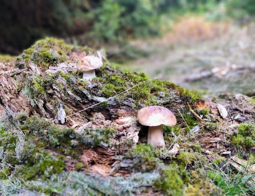 Zwei Steinpilze im verrottenden Holz eines Baumstumpfes; Foto Michael 20.9.25