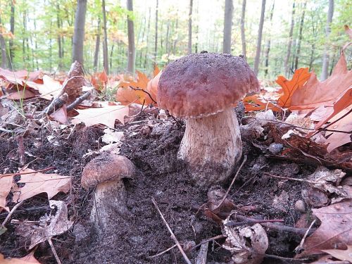 Zwei Steinpilze kämpfen mit dem Erdreich; Foto Michael 17.10.25