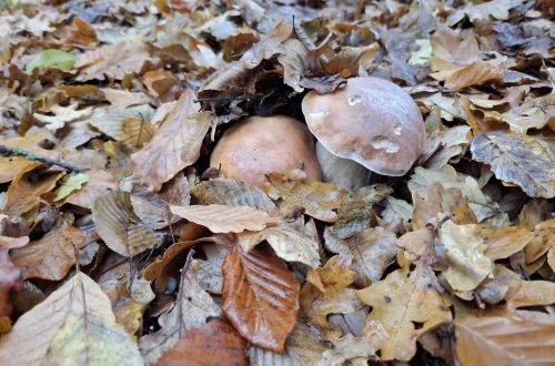 Zwei wunderschöne Steinpilze, tief im Laub; Foto Onno 9.11.25