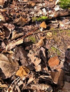 Zwei Böhmische Verpeln; Foto Danie 21.3.26