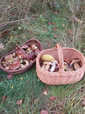 Zwei Pilzkörbe; Foto Margit 25.10.25