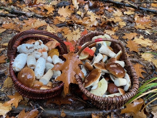 Zwei volle herbstliche Pilzkörbe; Foto © Volkmar 27.10.23