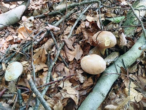 Drei Sommersteinpilze; Foto Zlatka 14.6.25