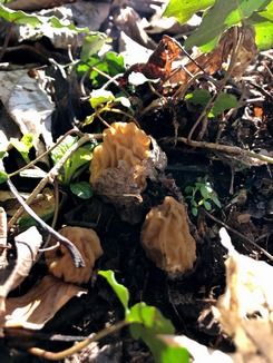 Drei Böhmische Verpeln auf engem Raum; Foto Dani 26.3.26