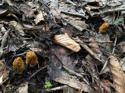Drei Böhmische Verpeln; Foto Stefan 18.3.26