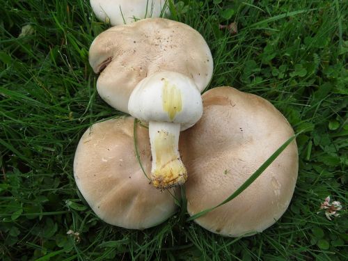 Karbolegerlinge; Foto Michael 30.10.25