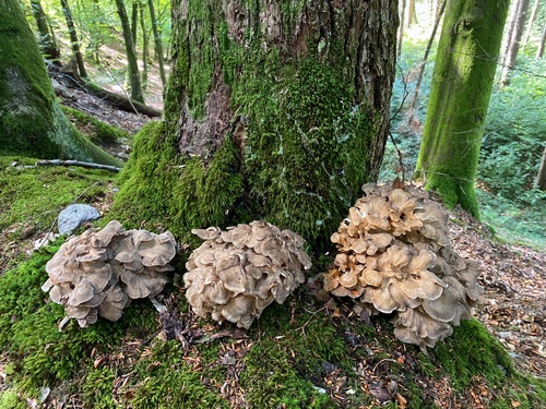 Drei Klapperschwämme; Foto Stefan 25.9.23