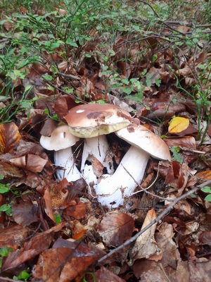 Drei Steinpilze im Heidekraut; Foto Gudrun 22.10.23